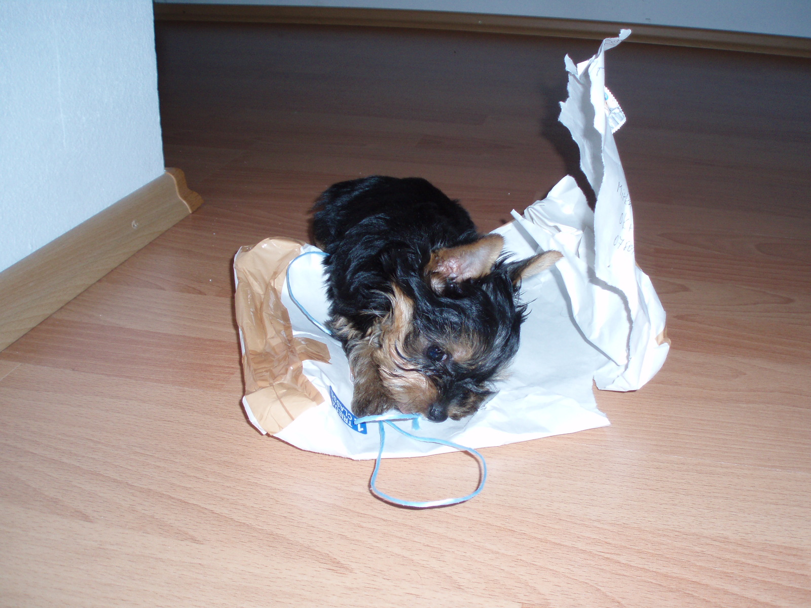 Prišla stuhou previazaná