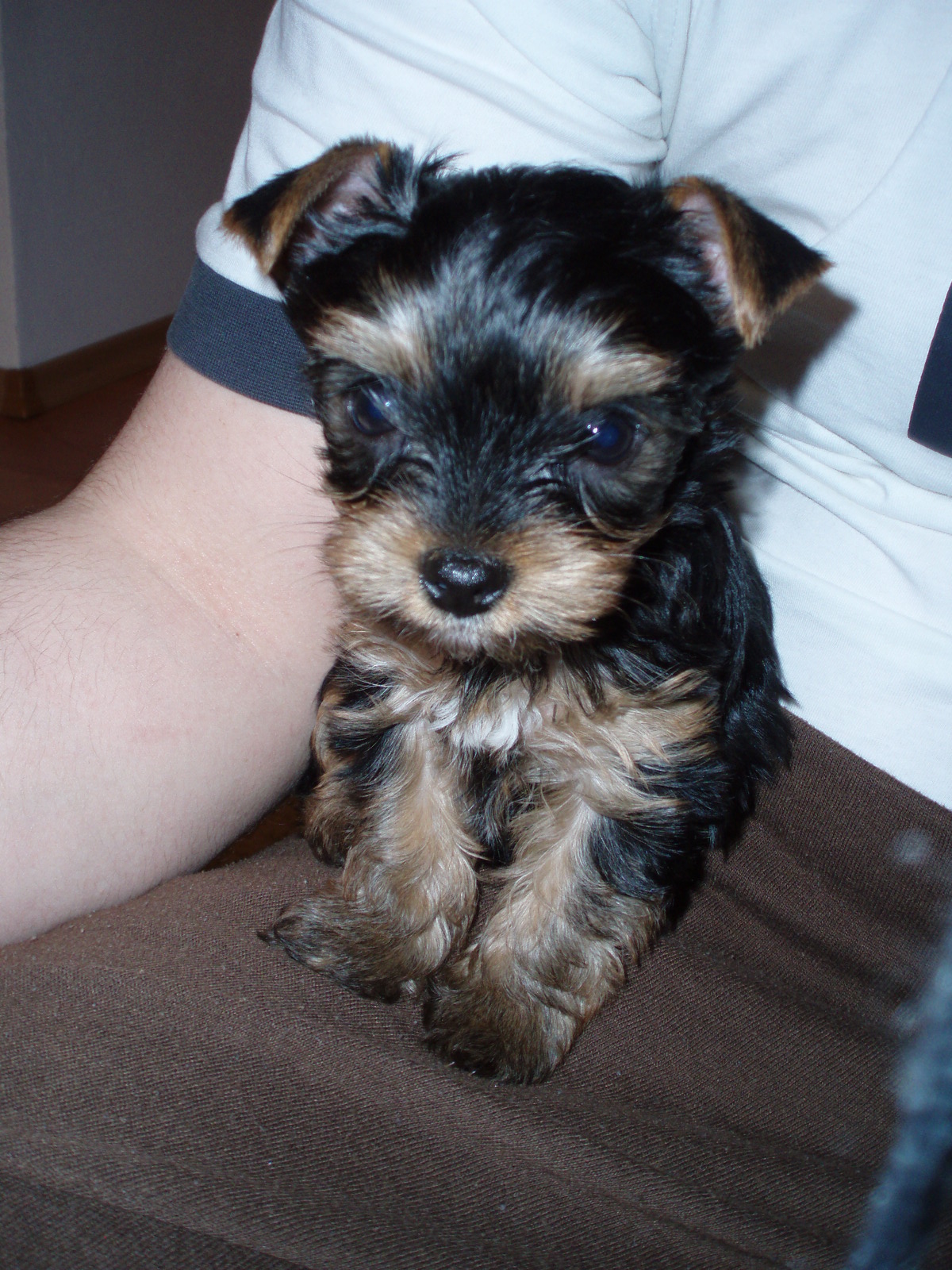Trixie